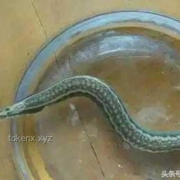 “鸭趣经济”崛起：喜欢看鸭子吃浮漂视频趋势分析与未来展望